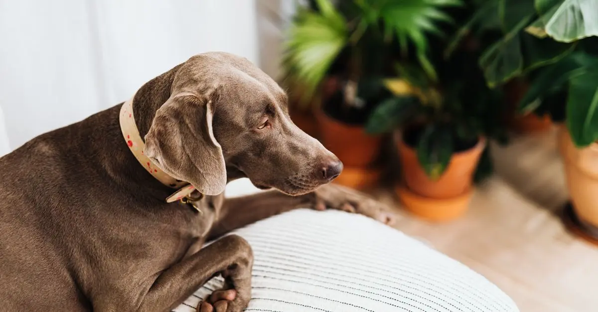 Guide d'achat des accessoires pour animaux - Confort et bien-être